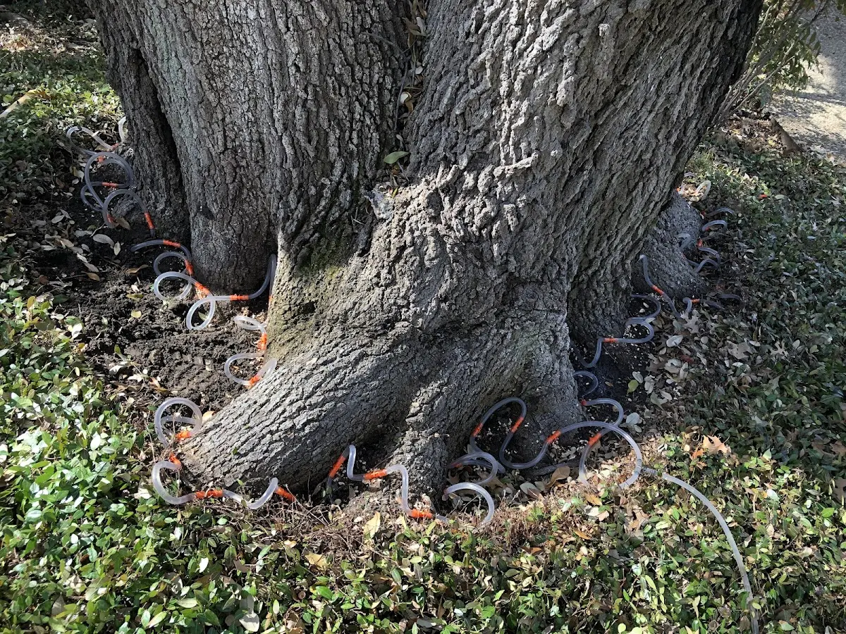 Detailed Tree Cabling and Bracing job site in Glen Rock