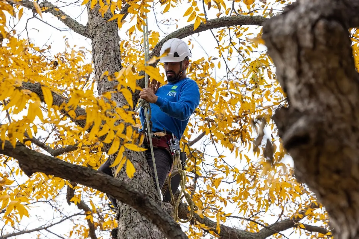 Skilled Tree Trimming crew working in Glen Rock
